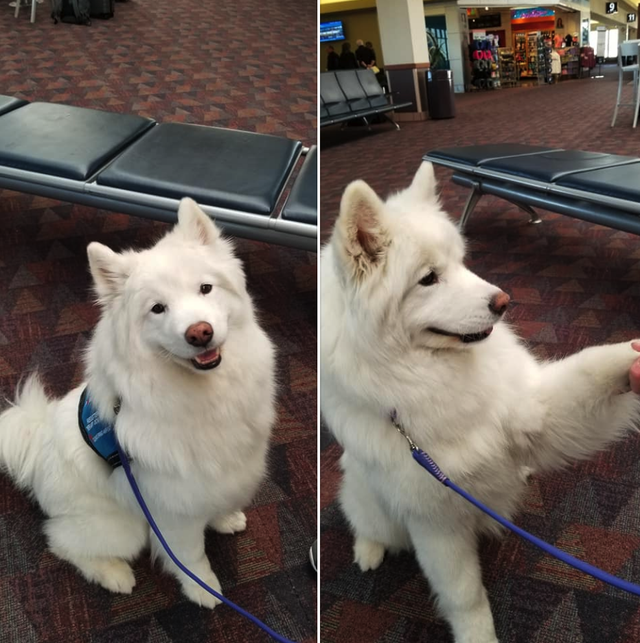 This is an image of a Samoyed dog at the airport