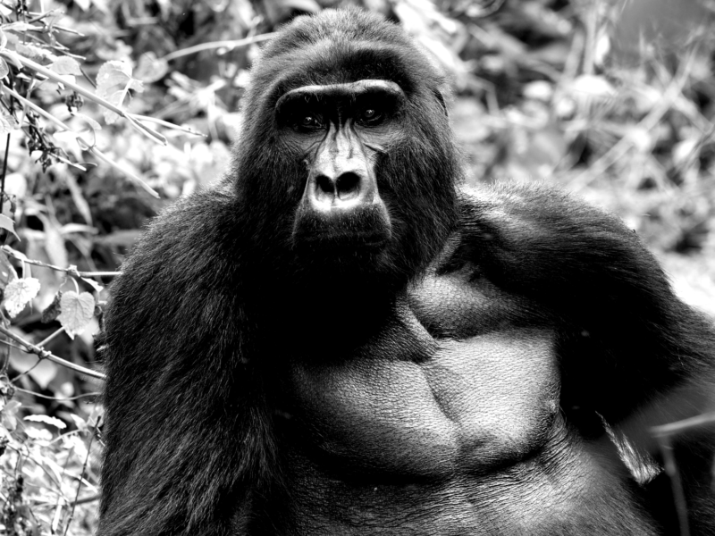 Mountain gorilla found in Uganda (Leila Boujnane/Unsplash)