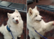 This is an image of a Samoyed dog at the airport